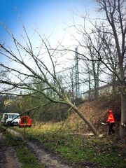 Fällung eines Laubbaums an einer Böschung