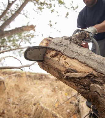 zerlegen eines gefällten Baumes
