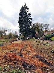 Fällung eines Nadelbaums